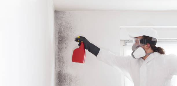 Certified Mold Removal in Palm Coast, FL