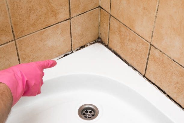 Trusted Palm Coast, FL Mold Removal Experts